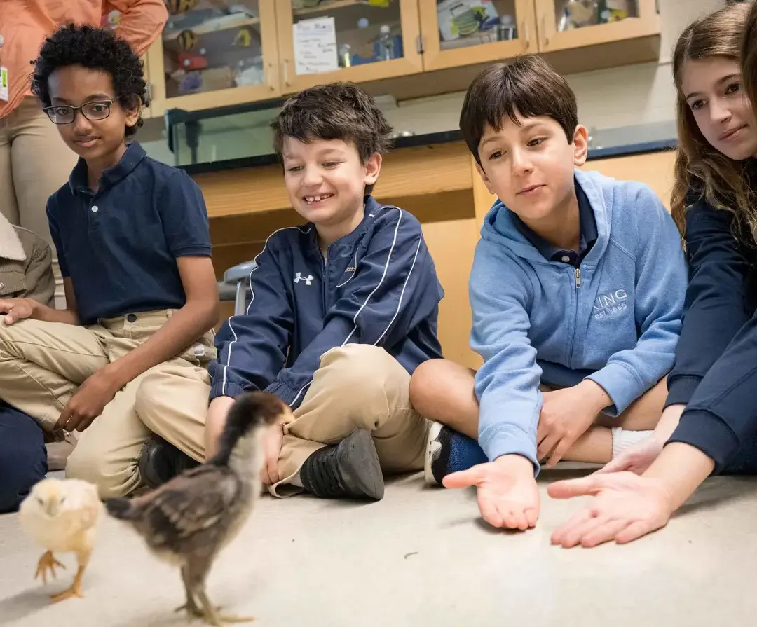 King School students interacting with baby chickens.