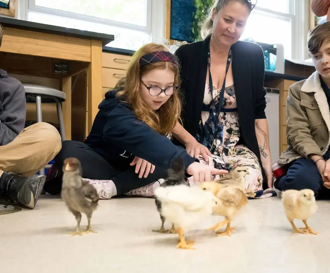 King School students and teacher interacting with chicks in a lesson.